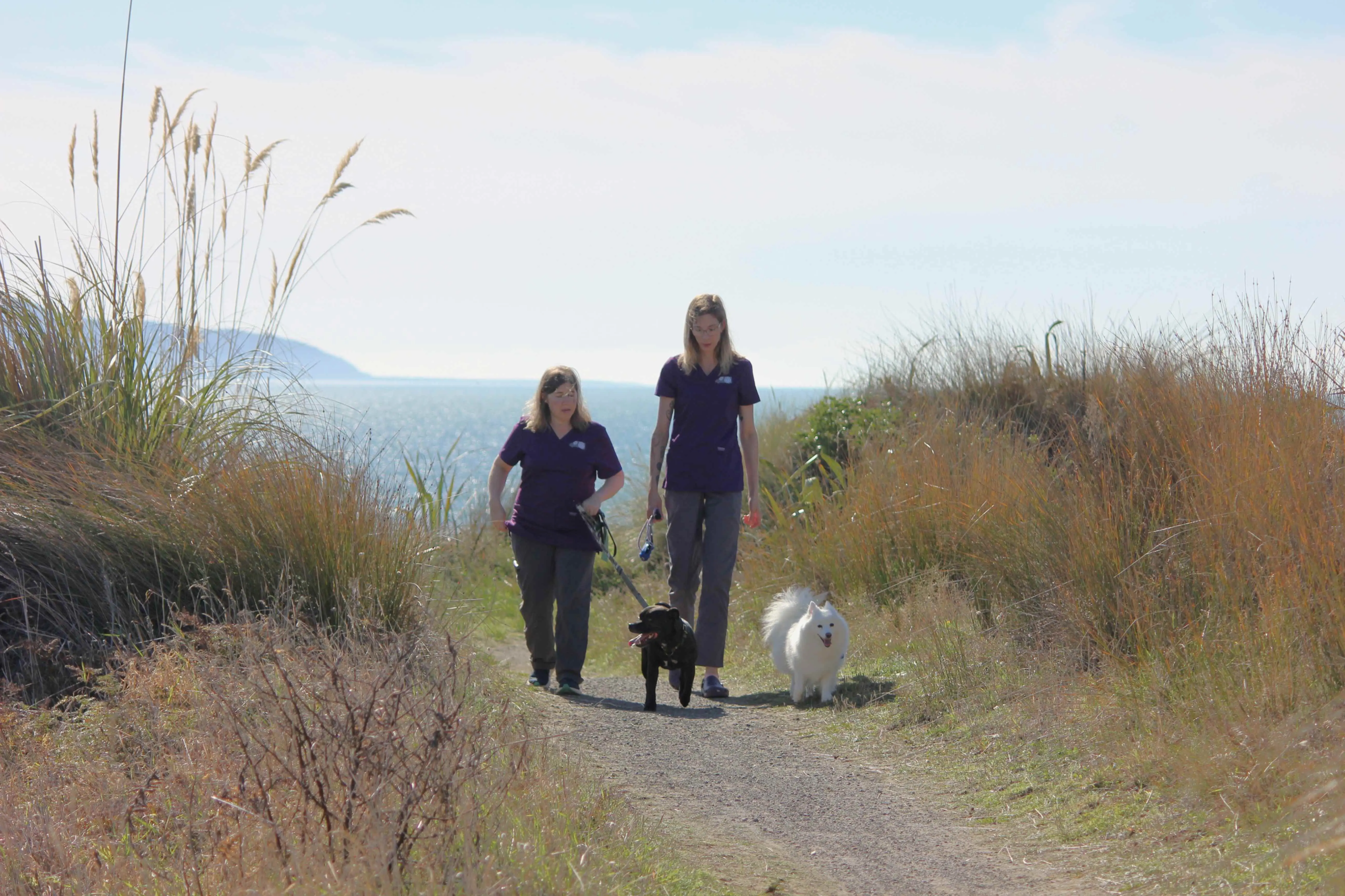 Veterinary mobile van with dogs on Kapiti Coast path